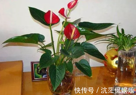 红掌|秋天养红掌,老花匠教你3个字,一朵花开3月,叶子油绿翠亮