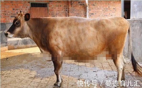 生肖牛|再熬3天，生肖牛这辈子最大的贵人就会出现，到时定能牛气冲天！