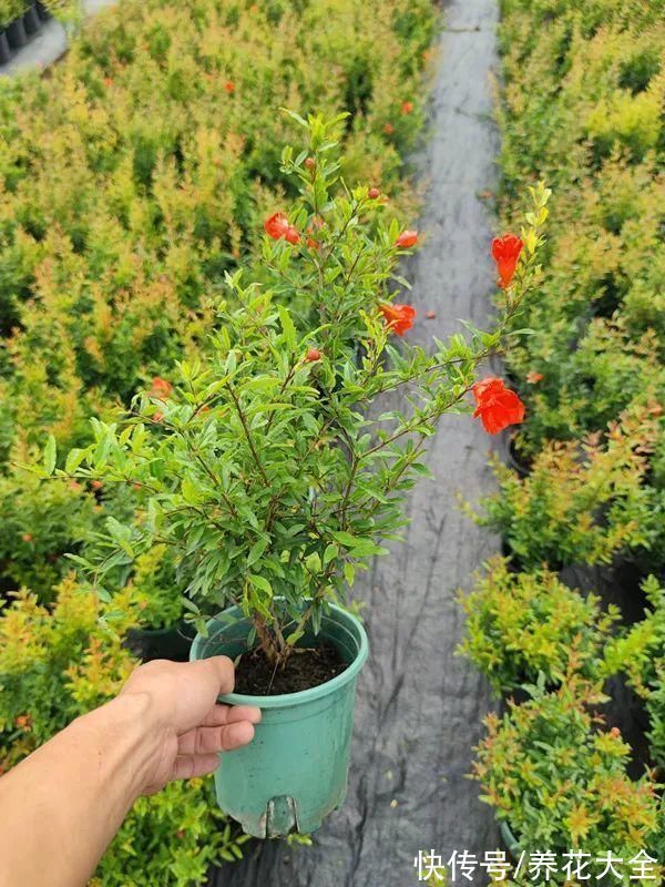 石榴|家里养盆“招财花”,一年四季开红花结红果,“招财旺运”又红火