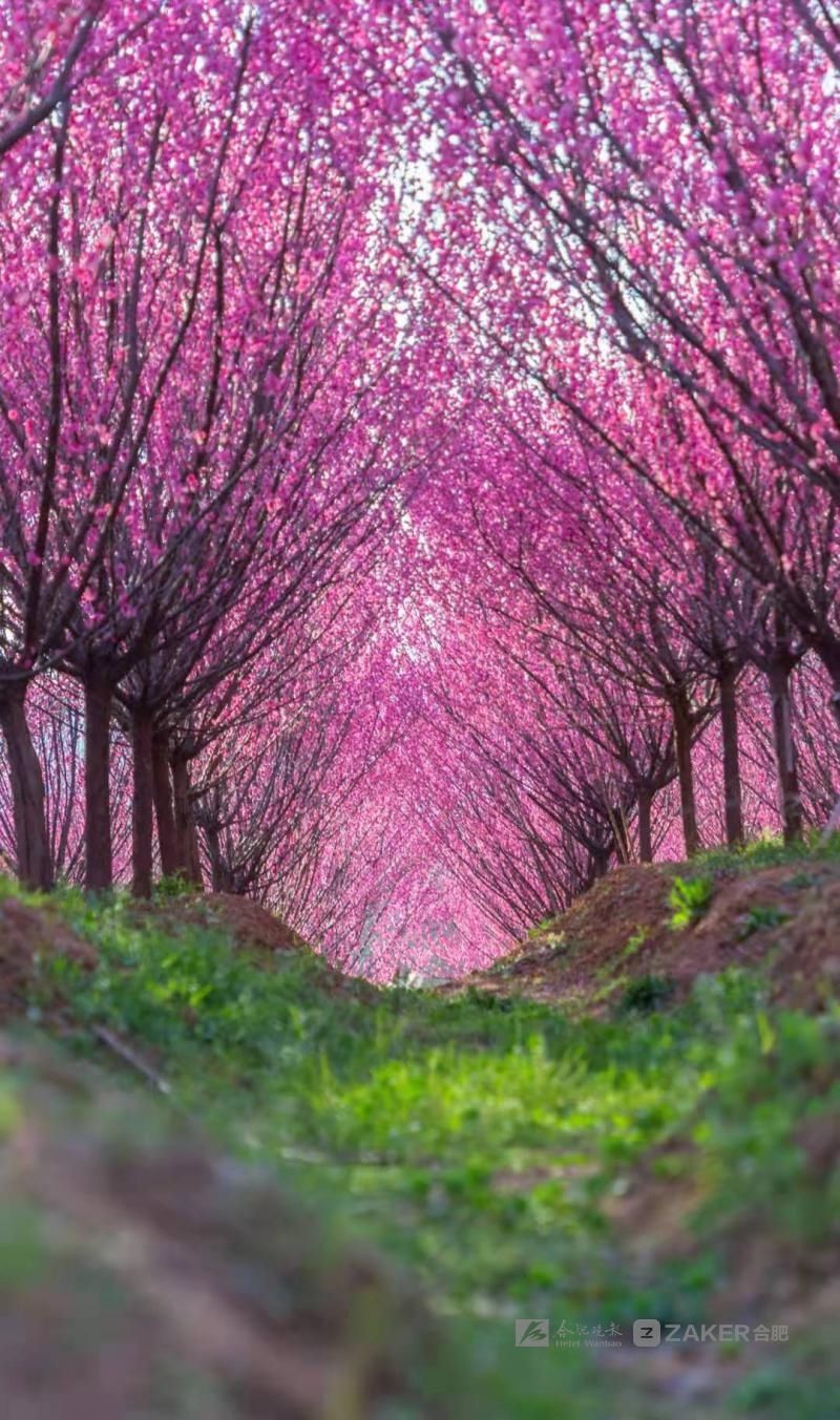 油菜花|早春花红清水湾