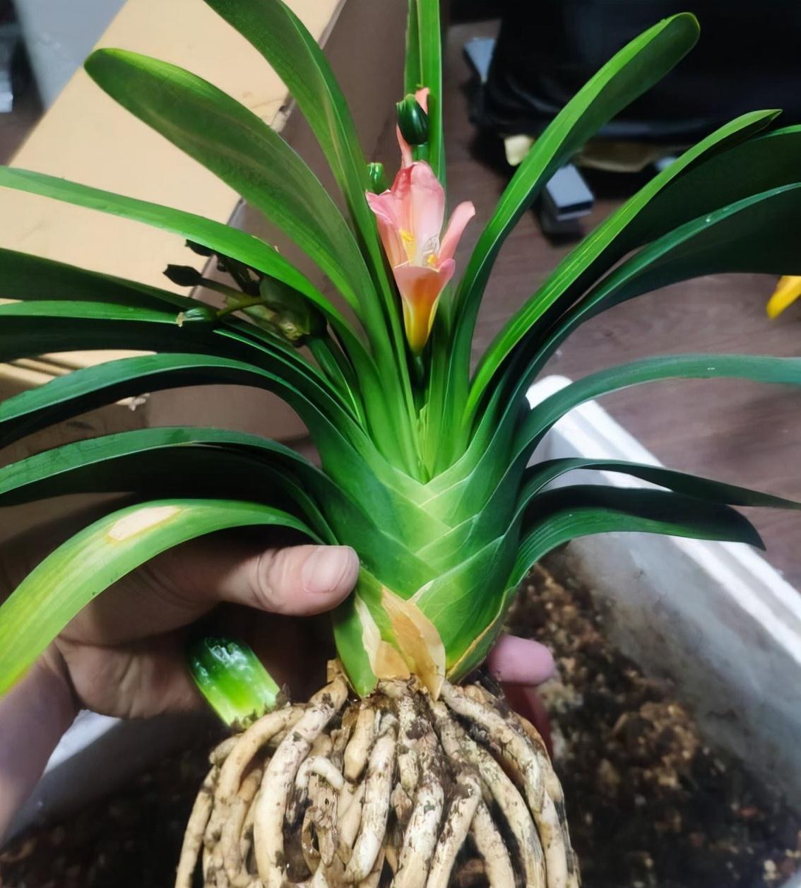 君子兰光长叶不开花该怎么处理？试试2招，开花壮观，一盆变多盆