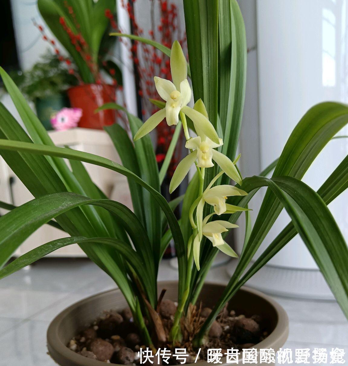 养护|6种“香水花”冬天不怕冷，越冷越香艳，雍容贵气，进屋染香气