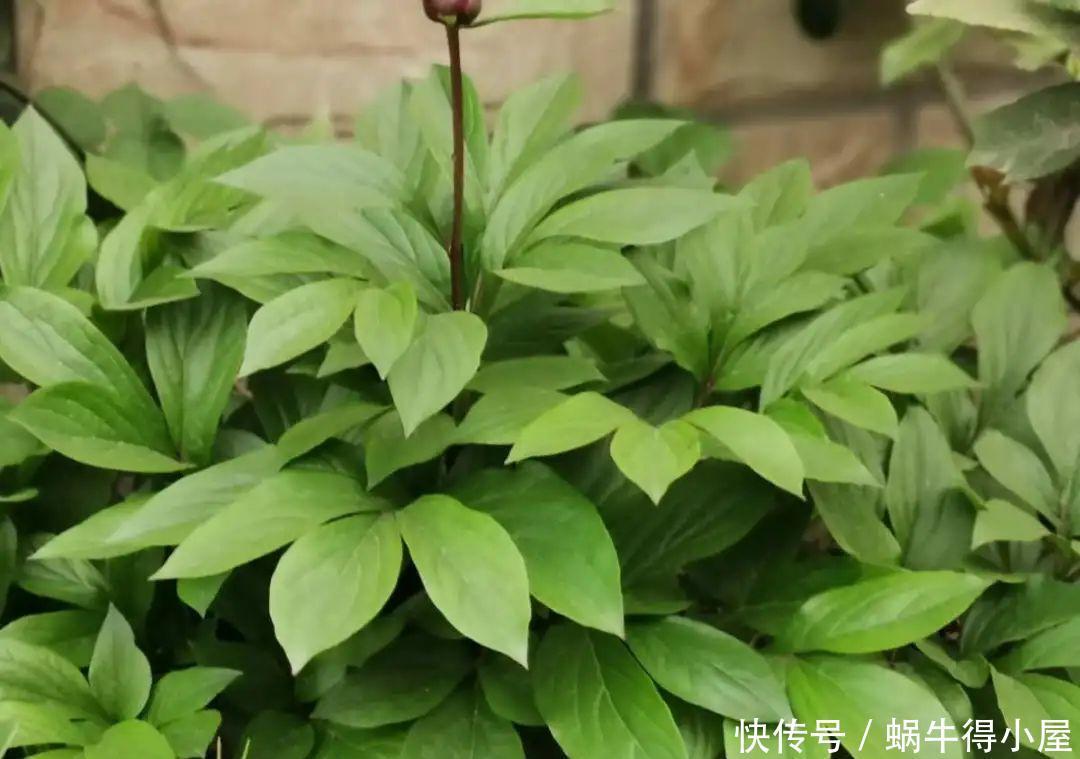 牡丹|这现在不能换盆的花，土一松就没命，白养大半年