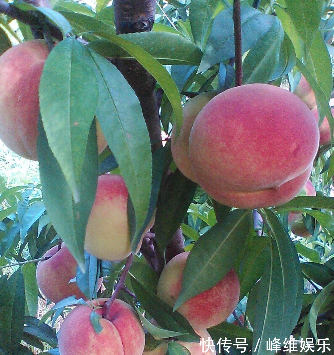 色斑|每天吃一个,皱纹没了,色斑少了,婴儿般的皮肤回来了