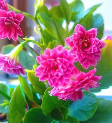 水仙花|新年新气象!10种年宵花,家里放一盆,福瑞迎门,喜庆又吉祥