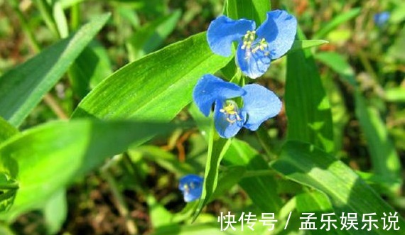 利尿消肿|农村种野菜好吃又营养,还有利尿消肿功效,是一种难得的野味