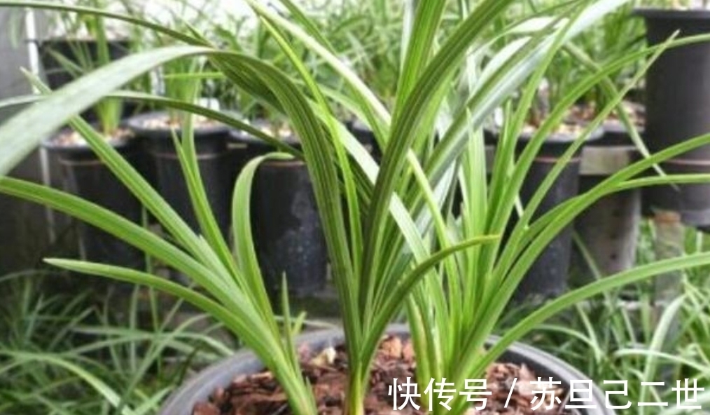 兰花养不好,植料没用对,用上4种小东西,长势茂盛