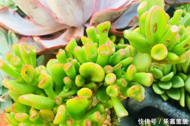 旺财|5种多肉植物能旺财,好看好养又不贵,不养几盆可惜了