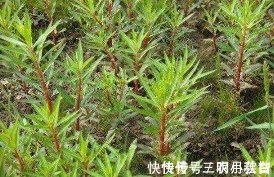 营养物质|农村被称为“养肝草”,曾经只是牲畜的饲料,其实价值珍贵