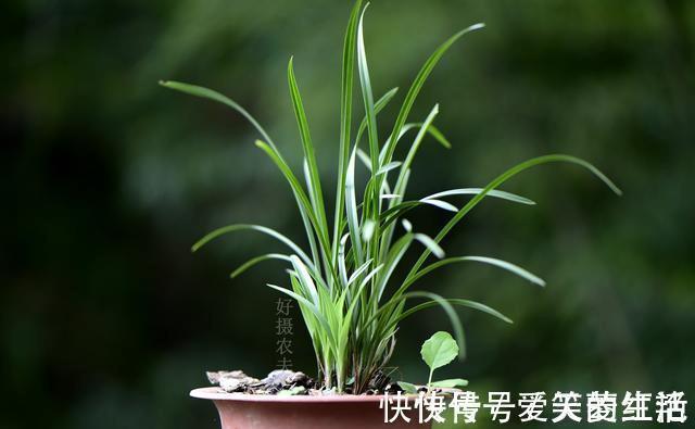 兰株|兰花弱苗复壮，仅仅是施肥吗？主要的技巧有这几点