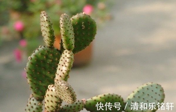 植物界奇葩TOP20，眼界又被刷新了！