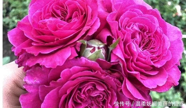 圣诞玫瑰|喜欢牡丹，不如养“精品玫瑰”女人香气，花姿性感，高贵典雅！