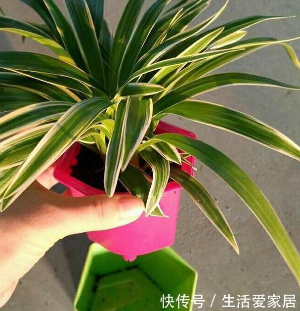 叶子|金边吊兰这样养,不用买就能种,叶子大颜色漂亮,一年长爆盆!