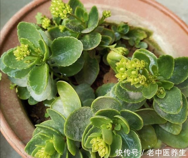 长寿花开始长花苞,4件事不要做错,不然难开花!