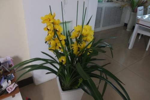 养花有“4要求”,不懂得的人,别再说自己会养花了