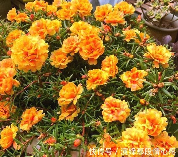 花卉|阳台再小也要养盆“它”,花开似牡丹,从春开到冬,四季有花赏!