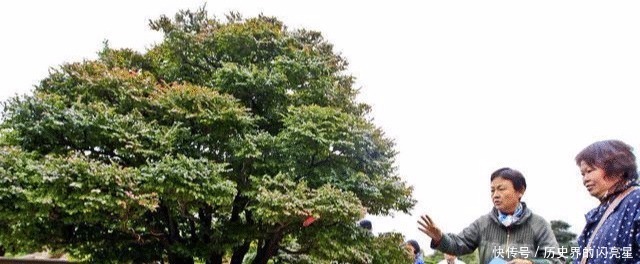 罗汉松|有钱人家里必养的3种树家有招财树,想不发财都难了!