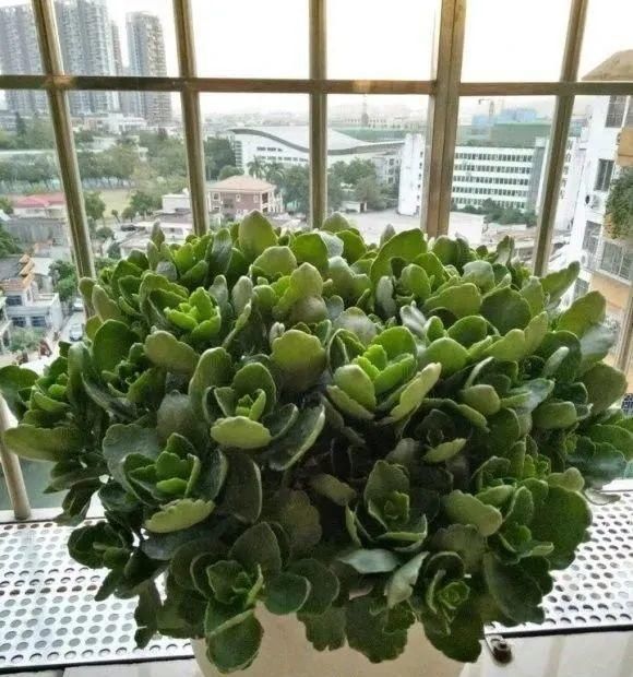 长寿|一棵长寿的花,124个花箭,开花,锅盖打开的方法