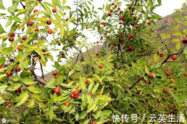 莲藕|血糖降不下可能与5种食物有关，不甜却升血糖，少吃一种也好