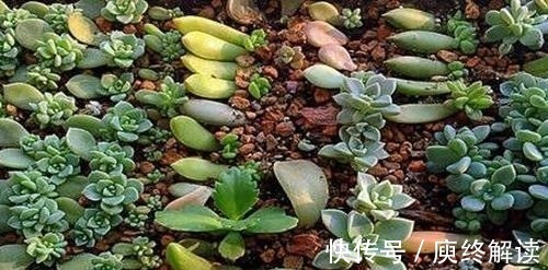 多肉|多肉发根后怎么办 多肉发根后可以浇水吗