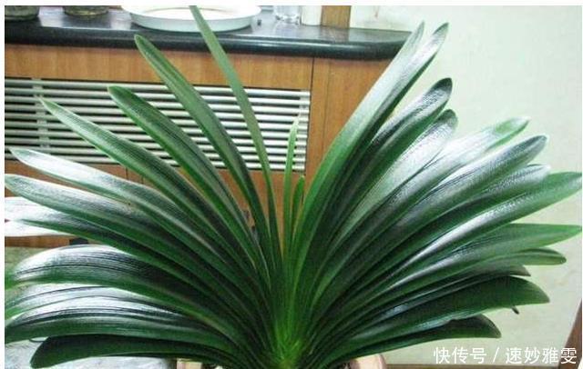 爆盆|君子兰不开花教你这样浇水，君子兰健壮不烂根，开花爆盆不是梦