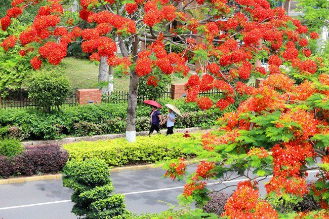 凤凰花开|凤凰花开 漳州港又“红”了