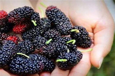 脾胃虚寒|桑葚虽功效多但4类人群不宜吃