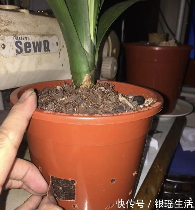 养花30年老花匠的5个“小秘方”赶紧学起来再也不怕养花出问题了