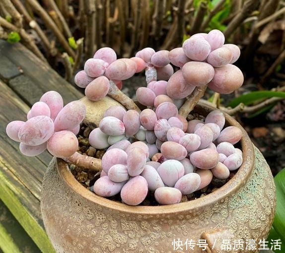 一棵桃蛋能否逆袭，往往看花友否无把握好这6点！