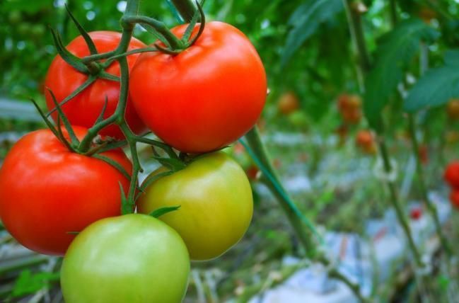 肝脏|想长寿先排毒,常吃3种食物,促进肝脏解毒,增强体质不生病