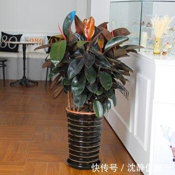 枝繁叶茂|橡皮树叶子“发红光”摊上事了，教你一招，起死回生，长满新芽