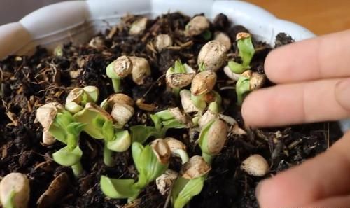 一大|买来的花生米直接撒花盆里养,没过一周就长满一大盆,要不要吃掉