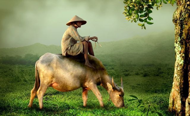 水牛|心头无物方自由，沩山水牛的自由境界