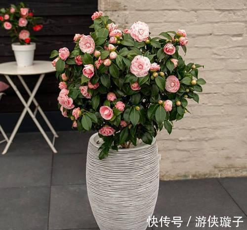 养护管理|茶花养护管理,这三点要做好,才能花大色艳