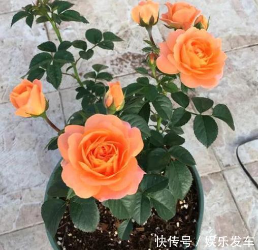 朱丽叶|打造阳台上的月季园，这10个月季品种不可少