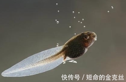 多胞胎|孕妇梦到这4件事，是吉兆，预示是男宝宝且大有作为