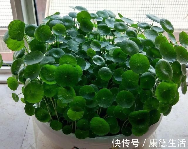 异味|卫生间就养这“4种盆栽”，去异味，吸潮气，养眼好打理