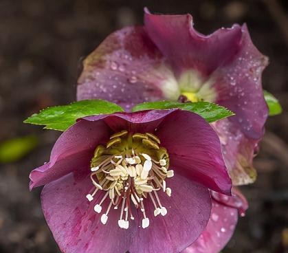 5种不怕冷的花，零下30度开花，有院子的，种起来