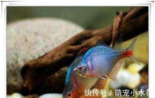 新品种|原生观赏鱼头号领军人物，以前被人瞧不起，如今新品种不断被挖掘