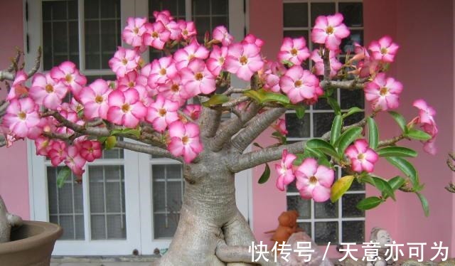 盆栽|此花俗称“最美盆栽花卉”, 再贵也要种2棵, 一年开6次, 沾土就活!