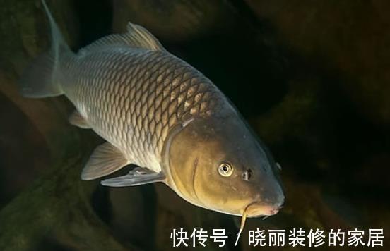 鲫鱼|家喻户晓的“四大家鱼”也有人能答错？这四种鱼才是，别再搞错了