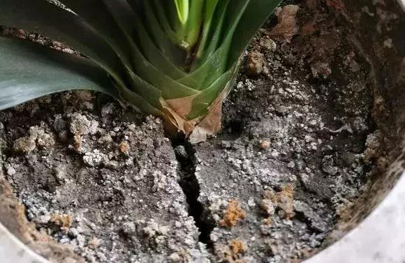 成为养花高手，记得别做“3件”错事，几乎啥花都能养“爆盆”