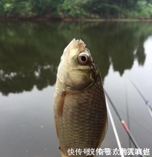 春季|春季刮什么风好钓鱼每当风从这个方向吹过来,我就知道要爆护了