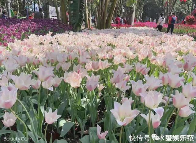 老年|大年初一行大运,南宁路上“红通通”,你参与了吗?