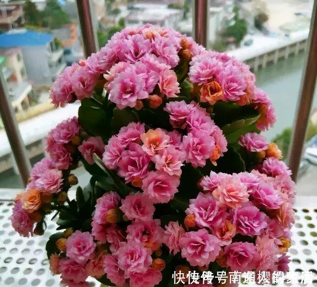 冬天养花选“长寿”,这10个品种“好养”,一个赛一个的漂亮