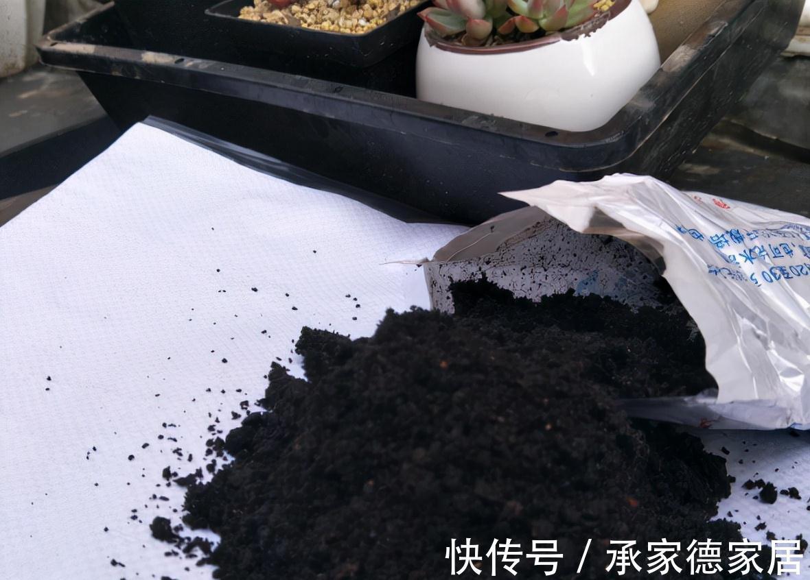 肥料|养绿萝，要注意的一个细节，新叶新枝更多，爬藤一大片