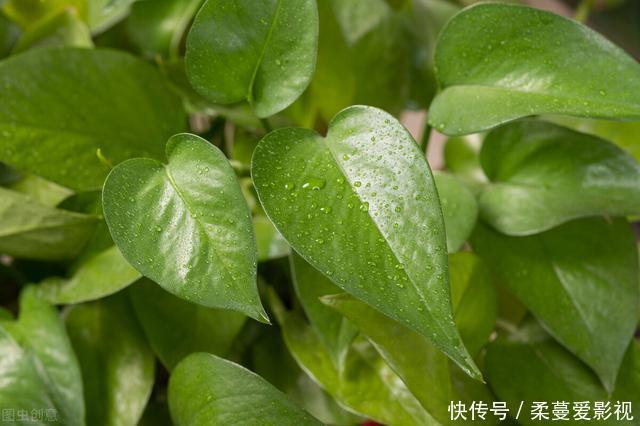绿萝叶子黄了怎么办?需要学会3点养护方法