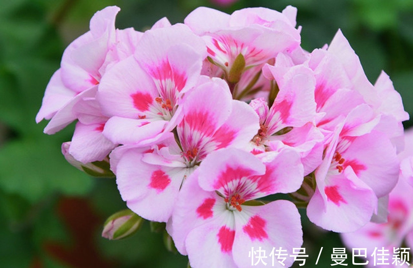 光照|3种“向阳花”喜欢晒太阳,光照不足,劝你不要养!越养越差劲!