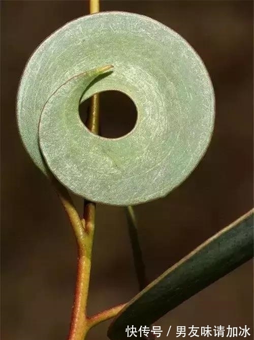 奇花、奇花、奇花、罕见奇花,赶快打开欣赏吧