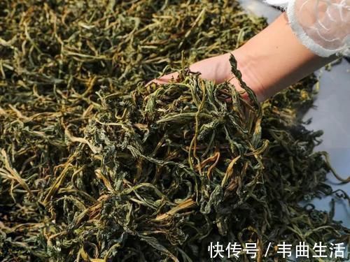 野菜|早春常见一野菜,古时是军粮,野外若遇到,请用袋子多装点